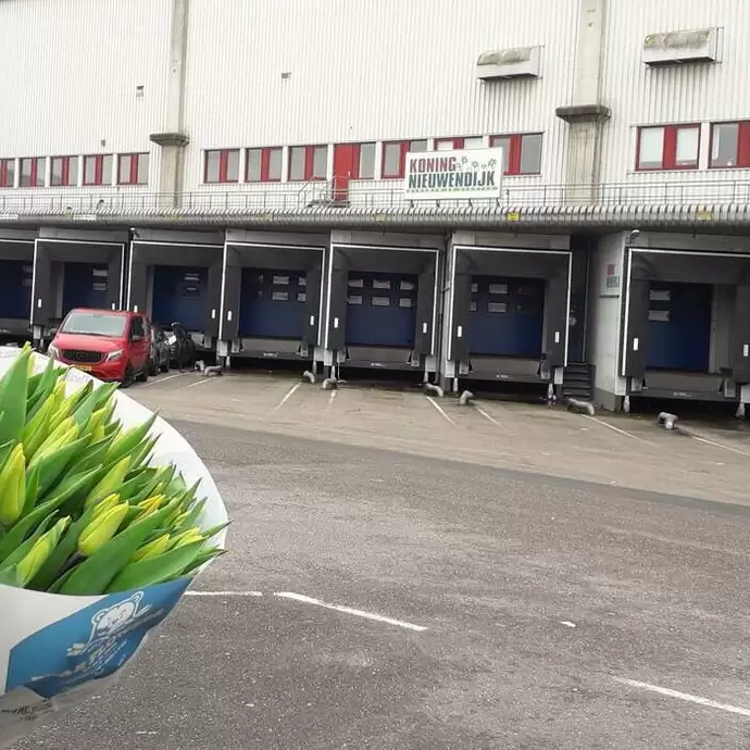 Koning Nieuwendijk, Lansue Export & Slaghek Export b.v.